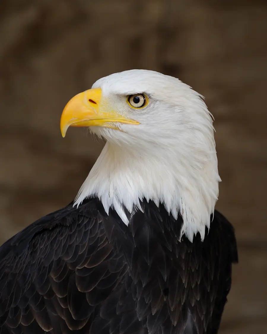 Adult bald eagle showing the unmistakable white head and tail against a dark brown body.