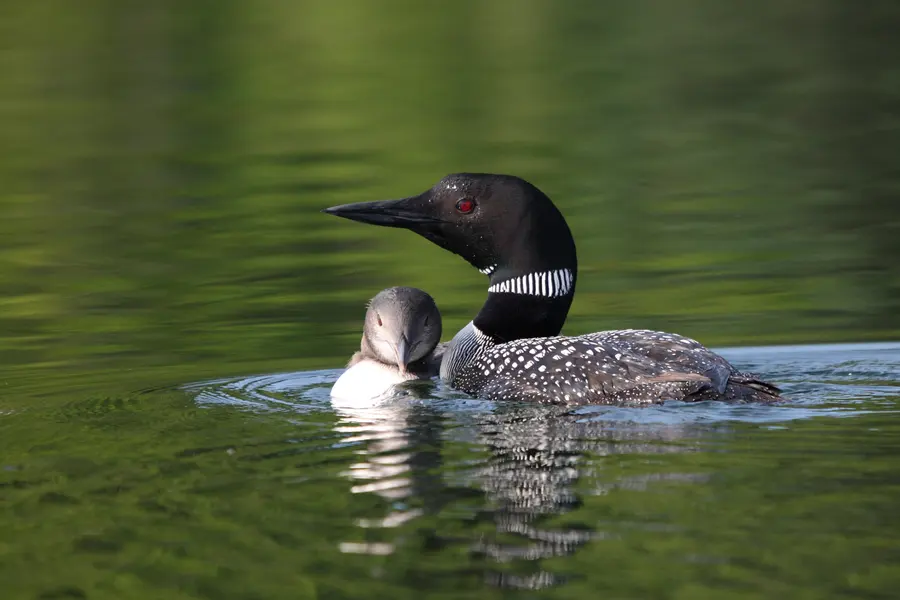A common loon in breeding plumage swimming with a chick, showing its checkered black-and-white back.