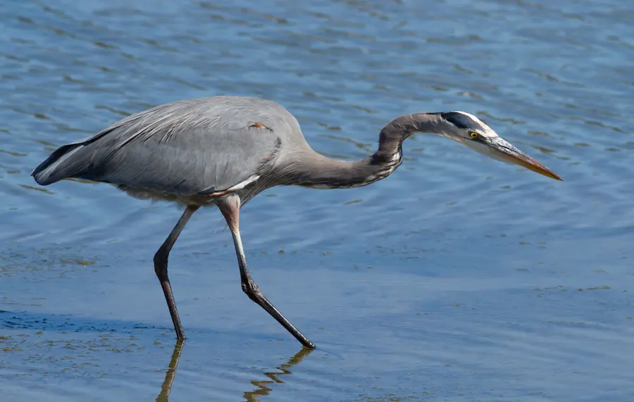 A great blue heron wading in shallow water, hunting with its neck extended.