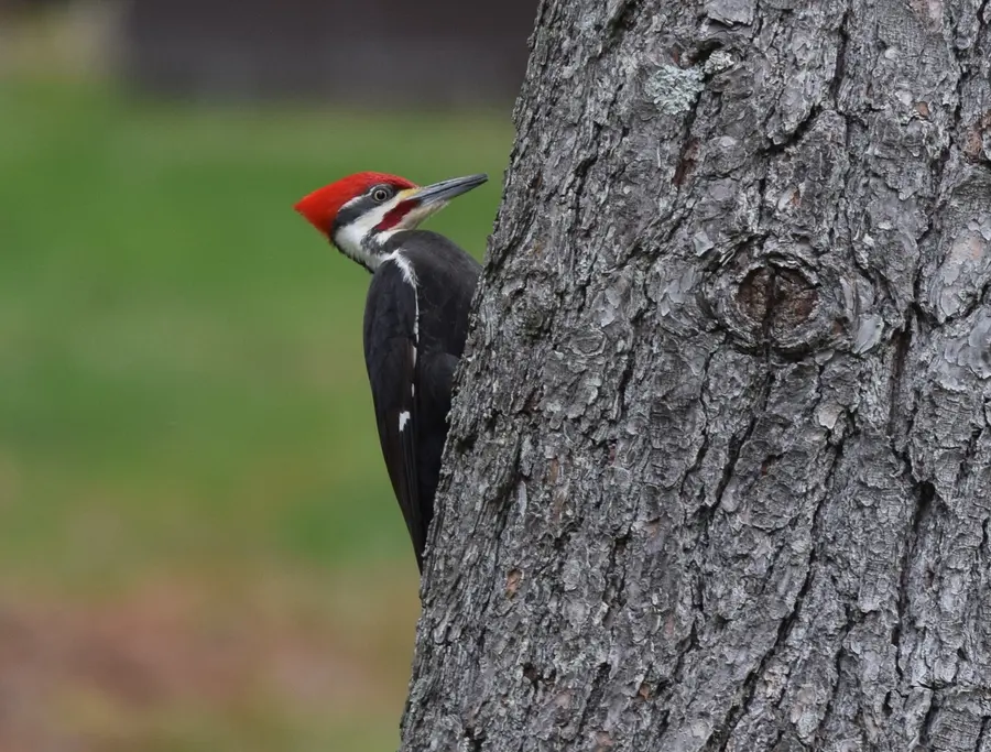 A pileated woodpecker with a flaming red crest clinging to the trunk of a tree.