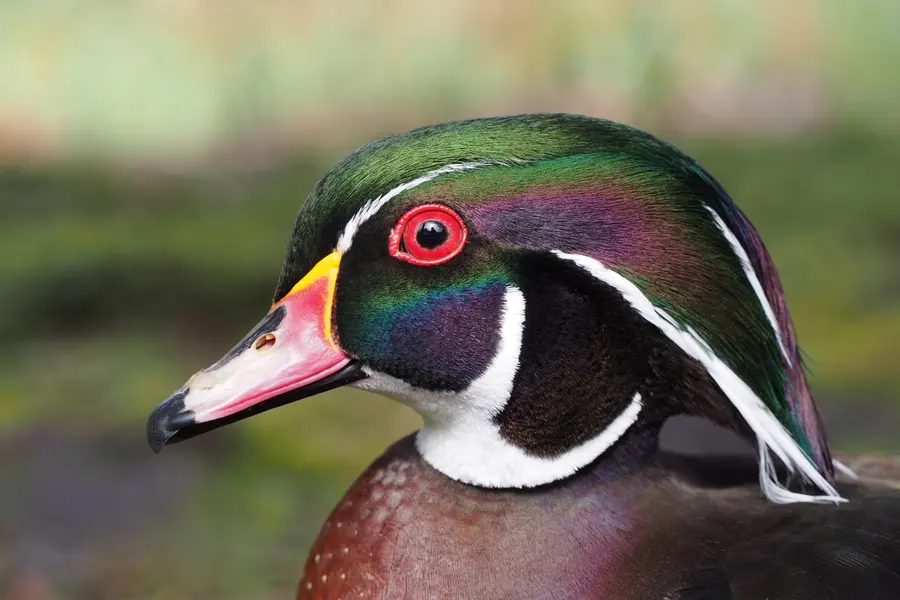 A male wood duck in breeding plumage, showing iridescent green and chestnut coloring with bold white facial lines.